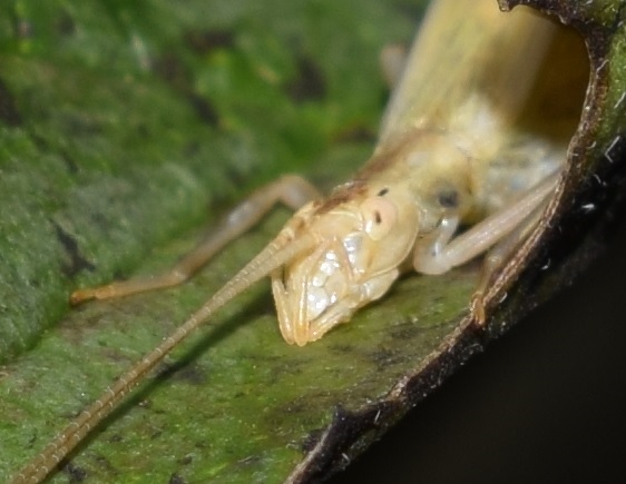 Gryllidae: Oecanthus pellucens?  S. femmina